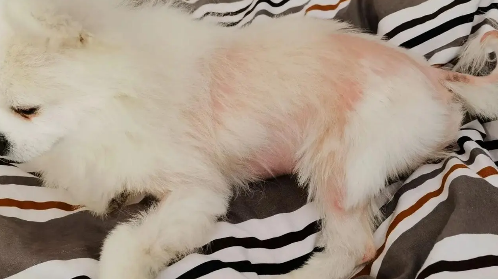 狗狗后腿掉毛严重什么原因