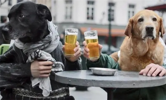 狗狗喝酒了怎么办
