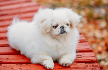 北京犬图片大全