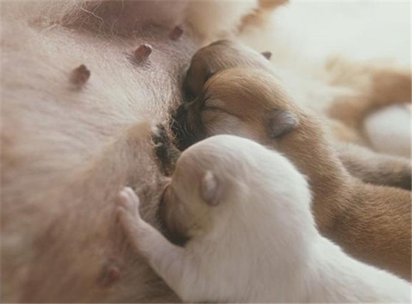 把自己的母乳给狗吃