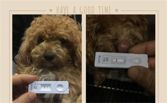 CDV犬瘟数值参考范围