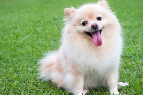 6个月内小狗不含狂犬病