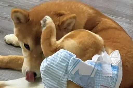 狗狗来月经一般是几天