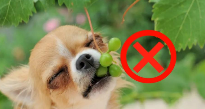 狗狗不可以吃的水果有哪几种