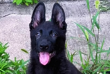 东德牧羊犬可以吃米饭吗