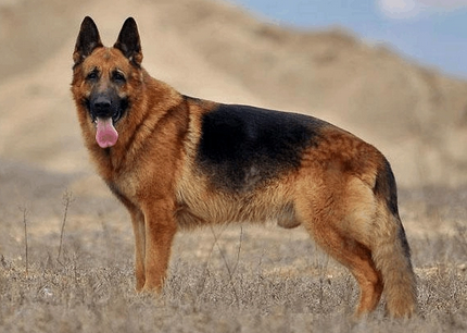 牧羊犬3个月能吃米饭吗