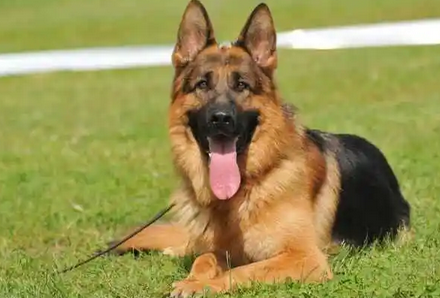 牧羊犬可以吃吗