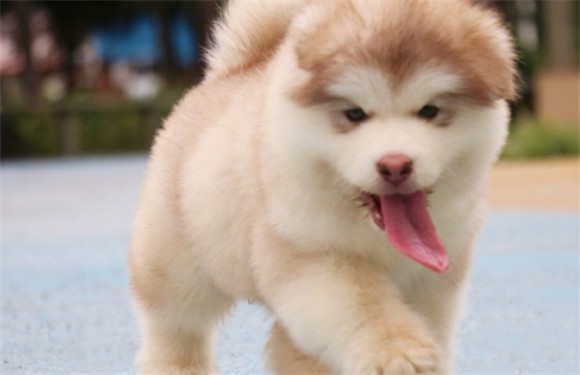 给阿拉斯加幼犬喂食的正确步骤