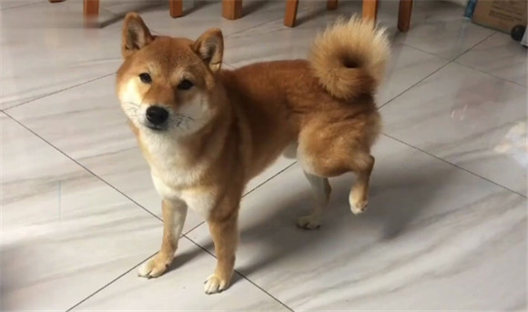 狗后腿瘸能自行恢复吗
