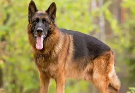 大东德牧羊犬吃米饭吗