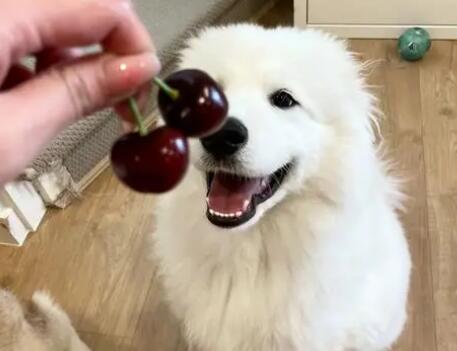 狗吃樱桃怎么补救