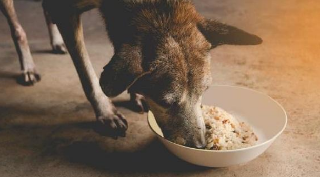 牧羊犬可以吃米饭么