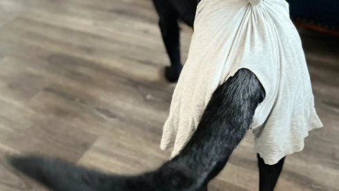 狗狗来姨妈一般来几天