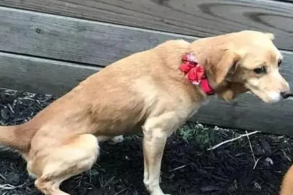 狗右后腿无力站不稳