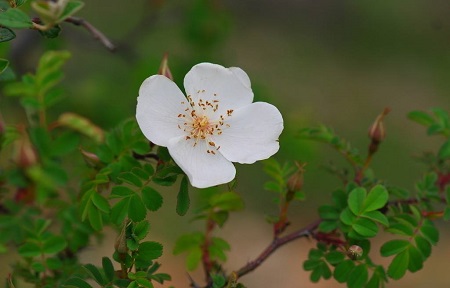 峨眉蔷薇的花朵