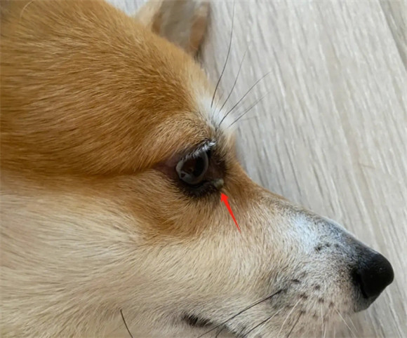 狗狗白眼屎最怕三个地方