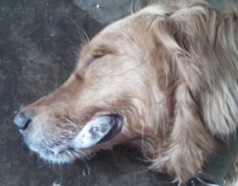 犬瘟抽搐最快的恢复办法