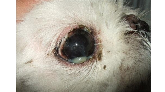 狗狗眼睛里有白色絮状物