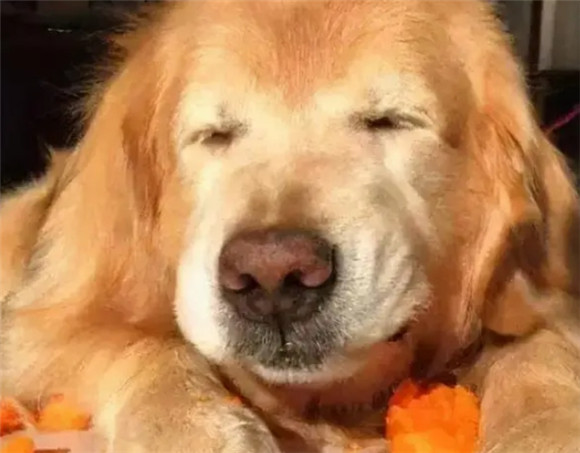狗狗的鼻子变成青绿色了为啥