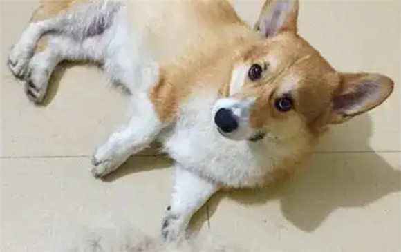狗狗肠胃炎恢复期营养餐
