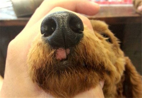 狗狗的鼻子为啥变棕色了
