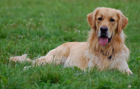 狗狗得了犬瘟热初期症状