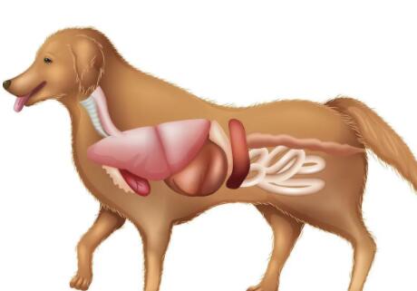 狗狗内脏受伤能活几天啊